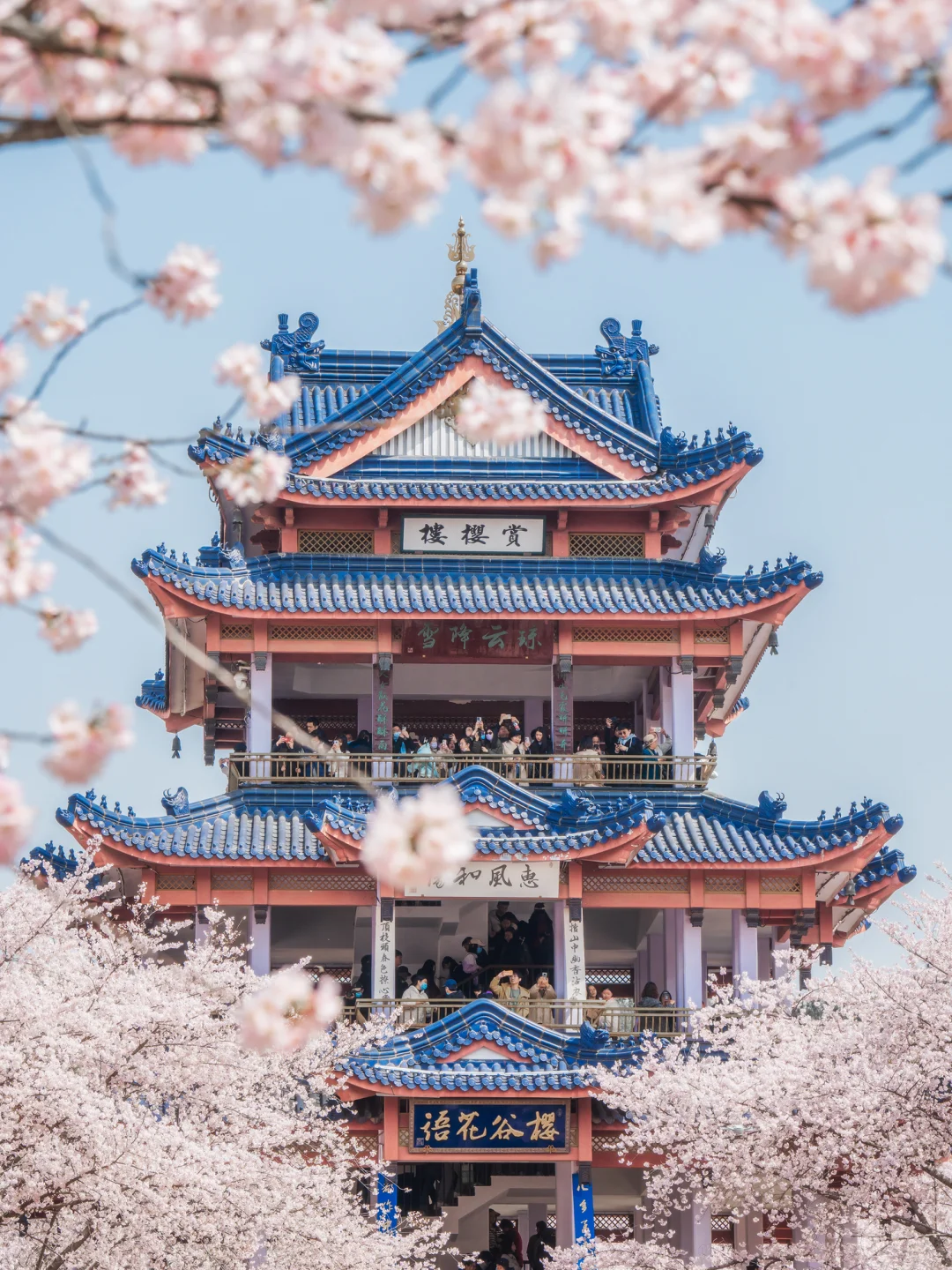 接下来的鼋头渚🌸将迎来万万次的春和景明