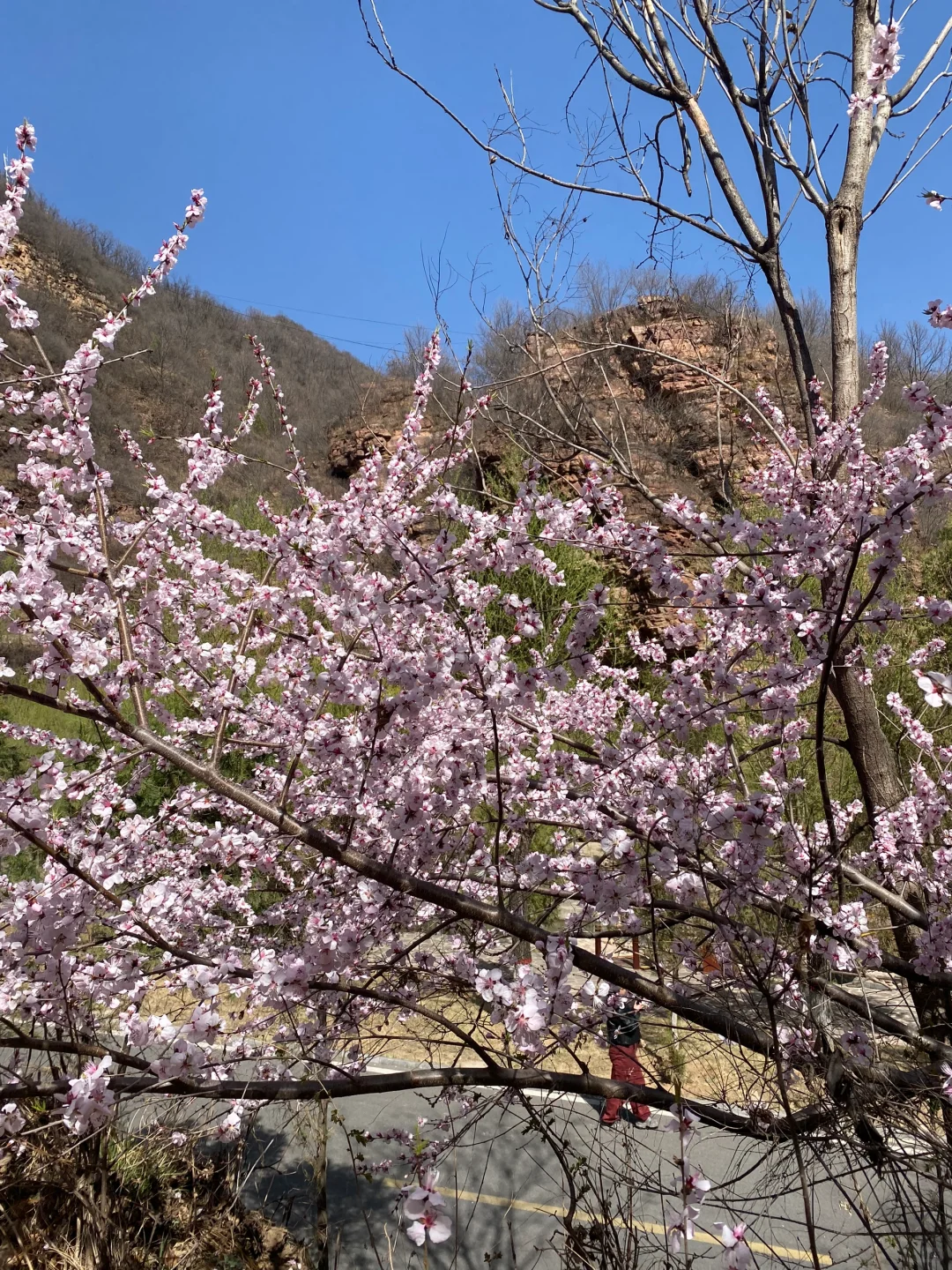 清明旅游｜解锁邯郸宝藏踏青好去处🌸