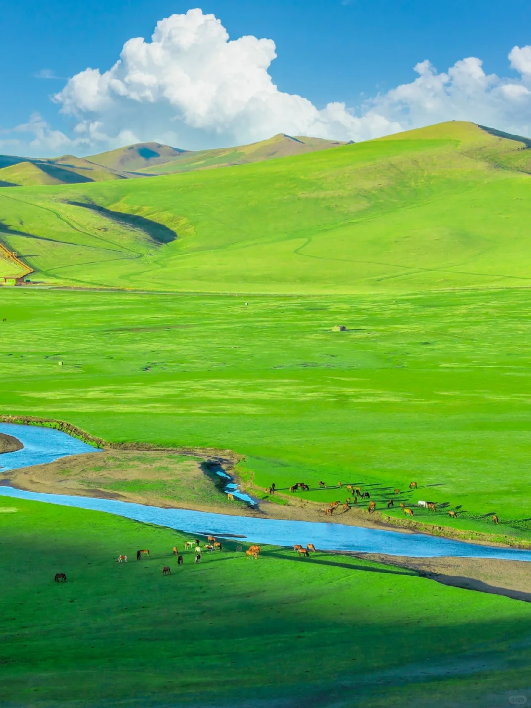 “我这一生,总有一个夏天要留给呼伦贝尔‼️”