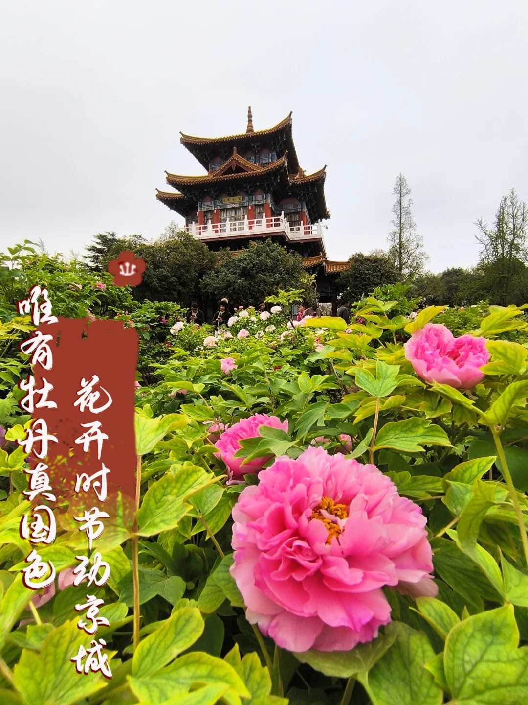 去了，不后悔！ 三天两夜洛阳旅游！