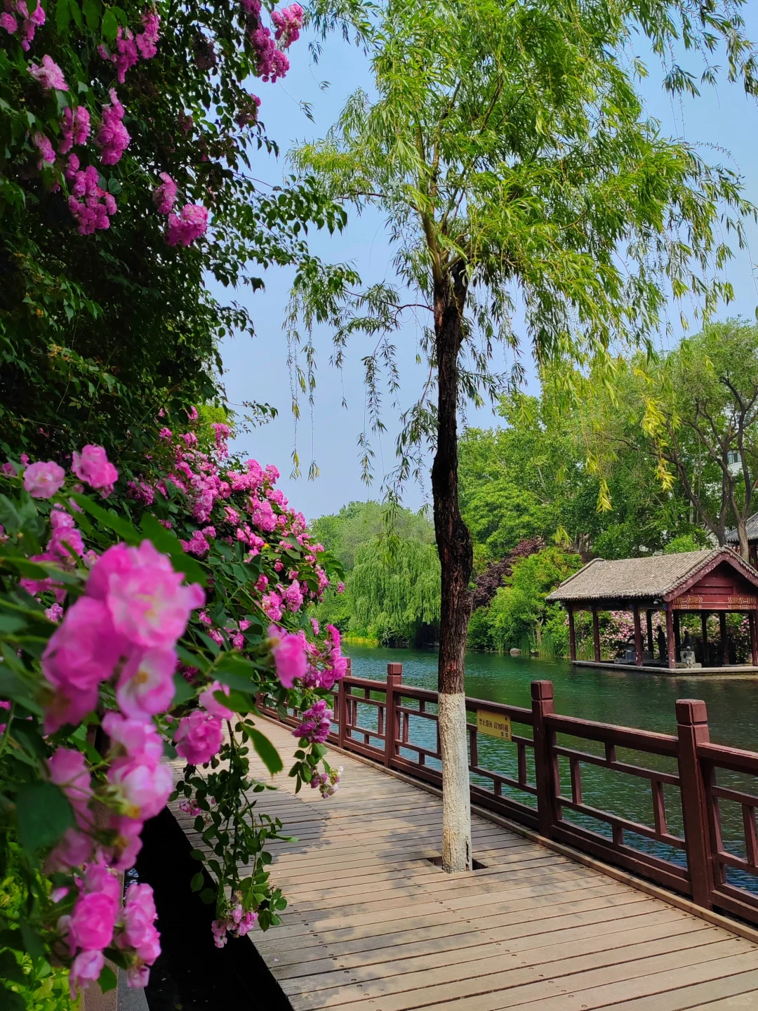 济南护城河水磨坊｜亲水栈道🌲绿意盎然