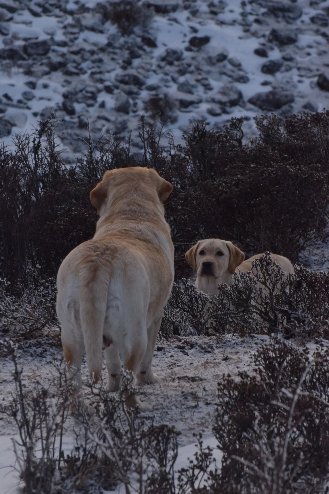 川西可以带狗狗的景区大全