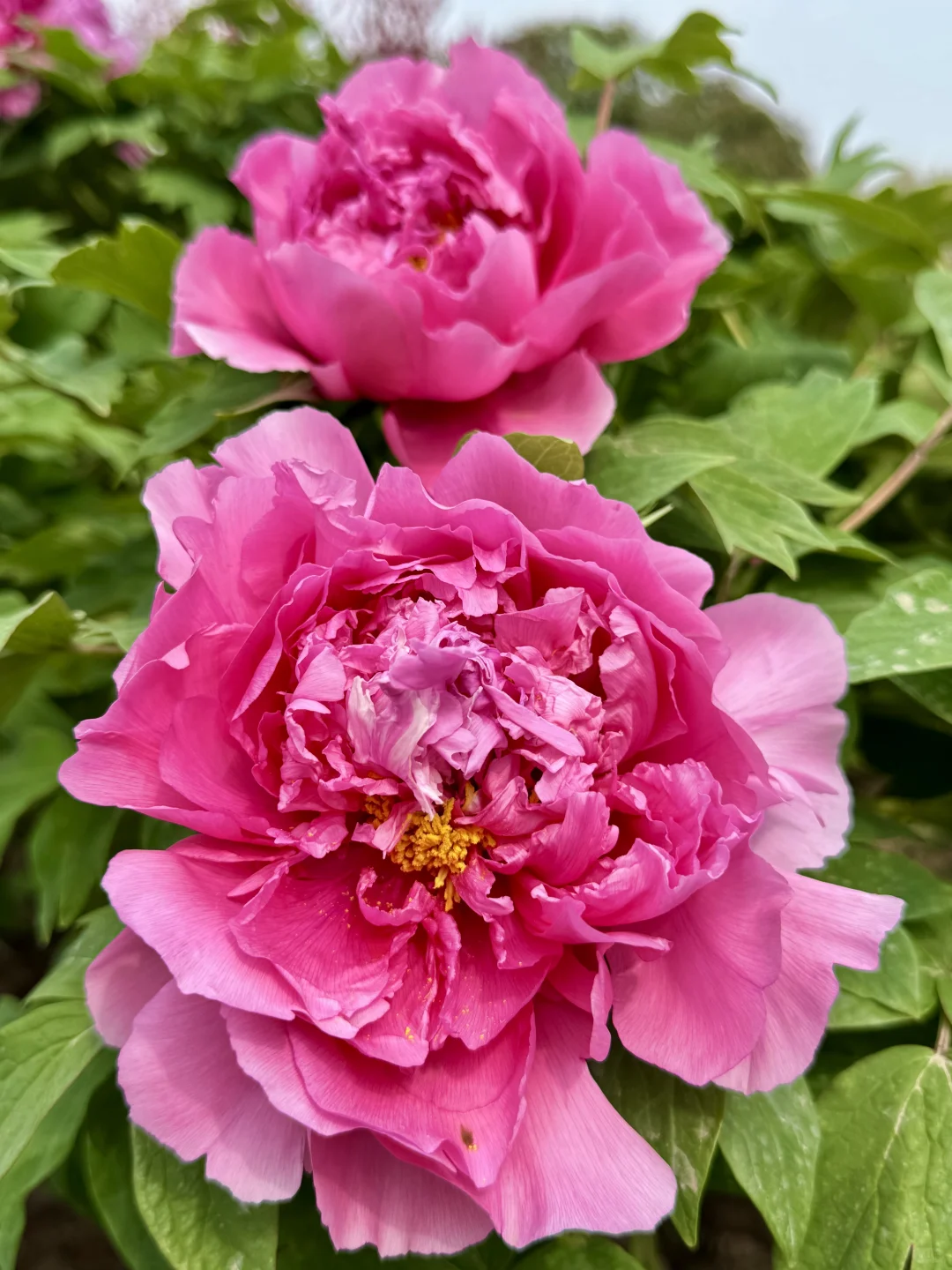 藏在东湖的小众景点，牡丹开爆了！