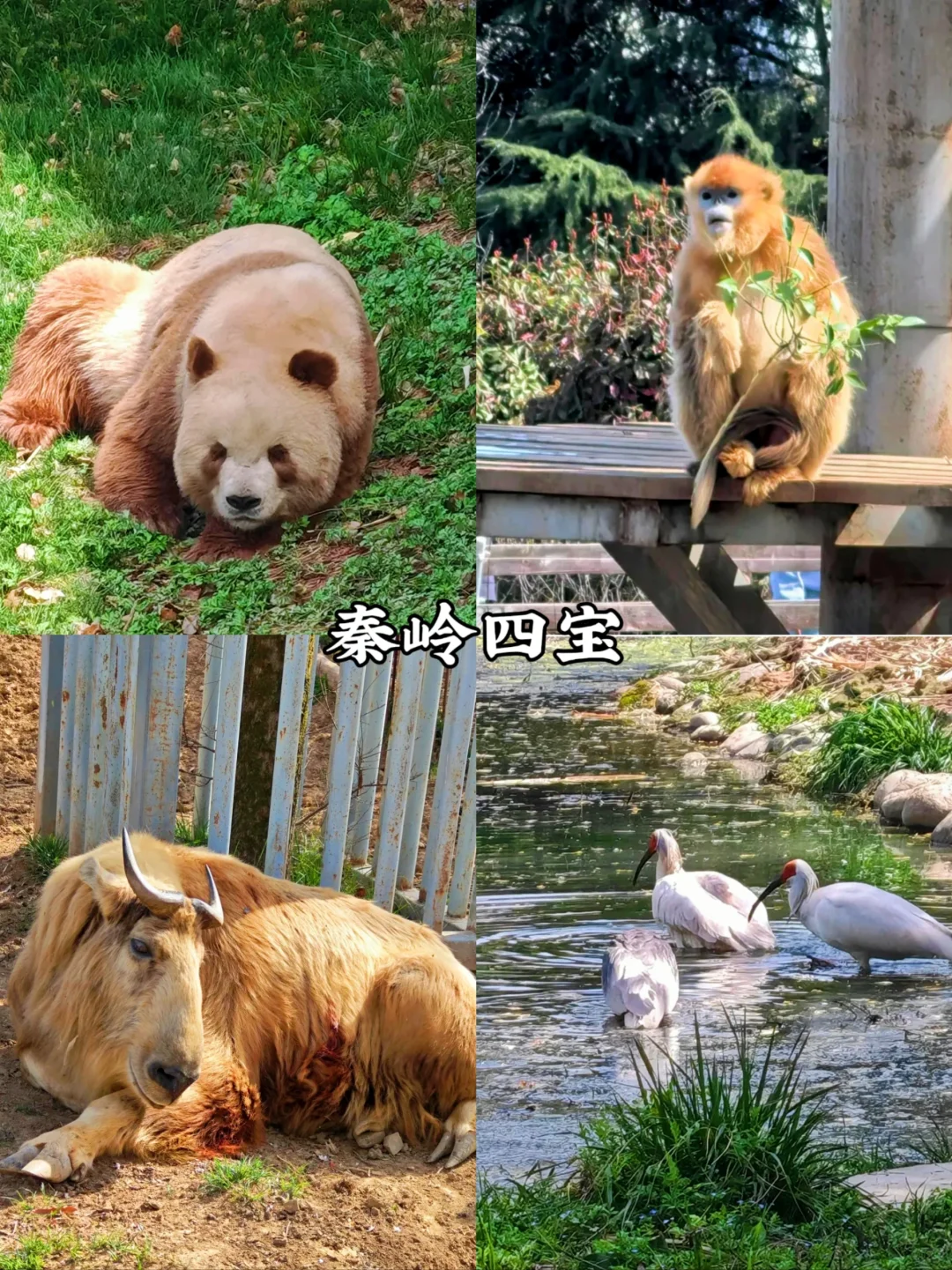 预告！清明周边游🔥西安出发1日游合集