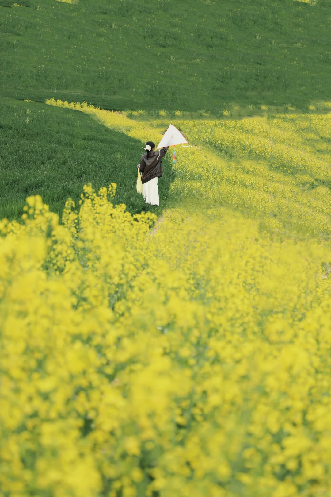 油菜花➕麦田➕风筝节🪁郑州清明踏青指南