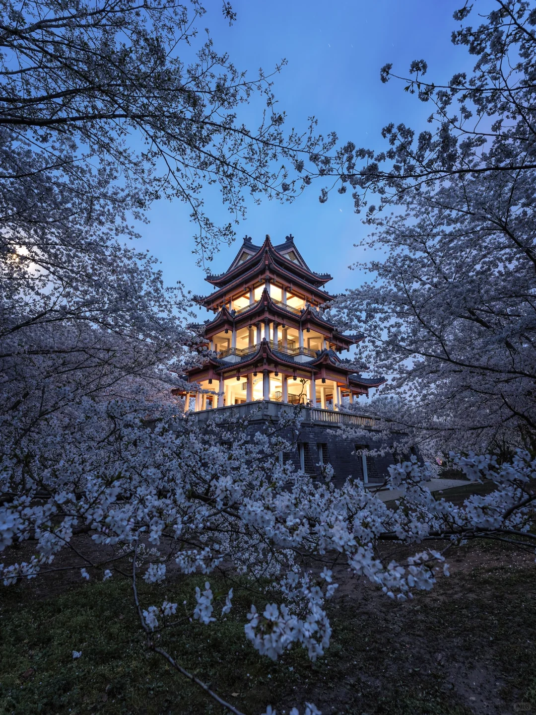接下来的鼋头渚🌸将迎来万万次的春和景明