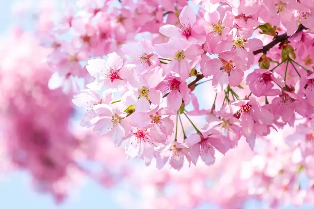 杭州樱花园旅游攻略