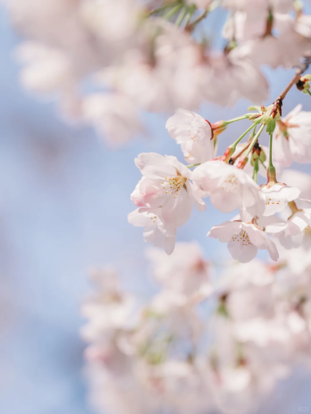 接下来的鼋头渚🌸将迎来万万次的春和景明