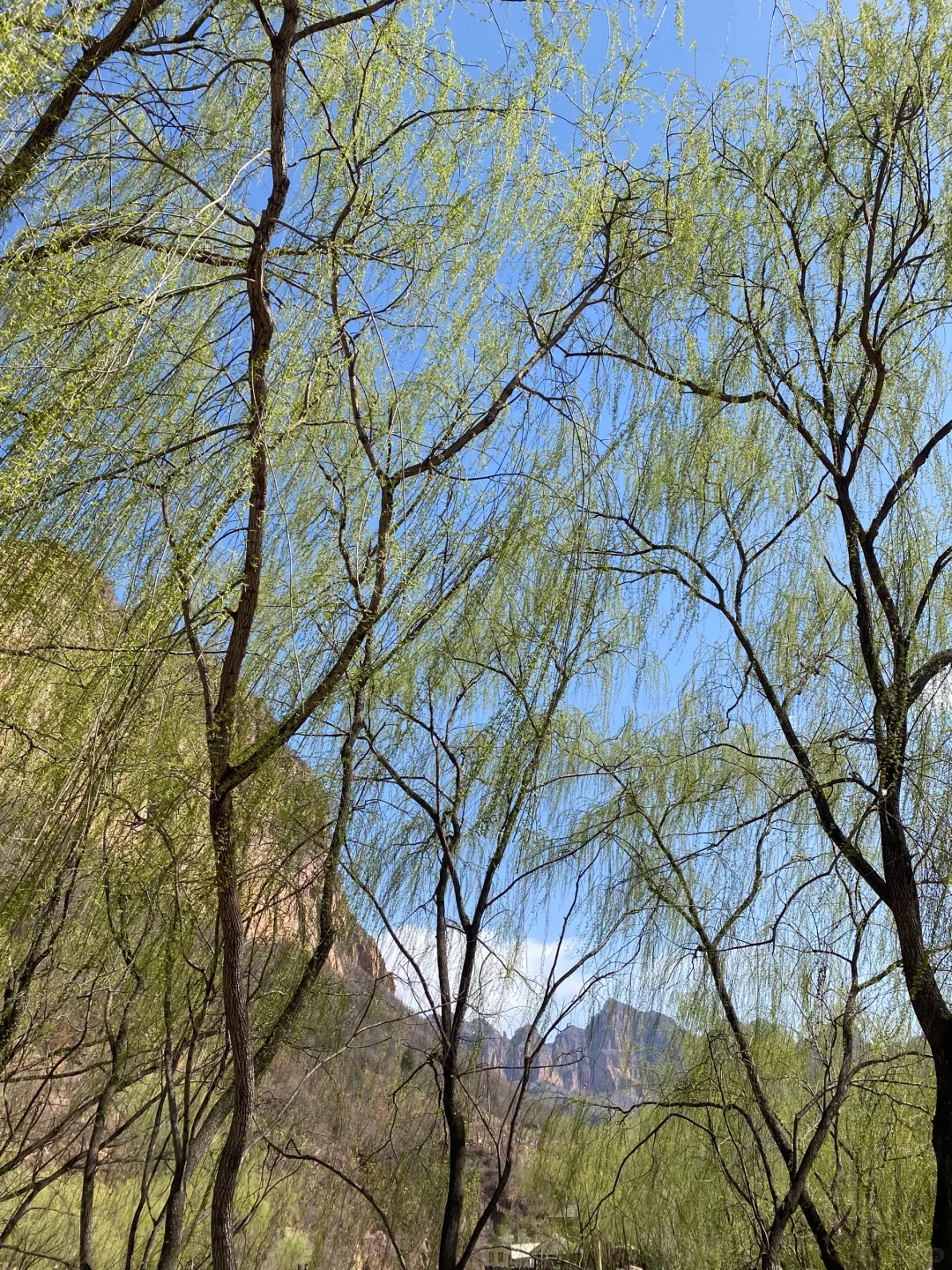 清明旅游｜解锁邯郸宝藏踏青好去处🌸