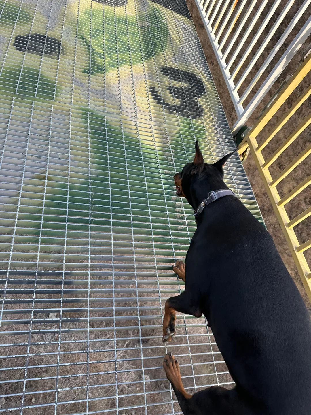 北京宠物友好4A景区上大分!!