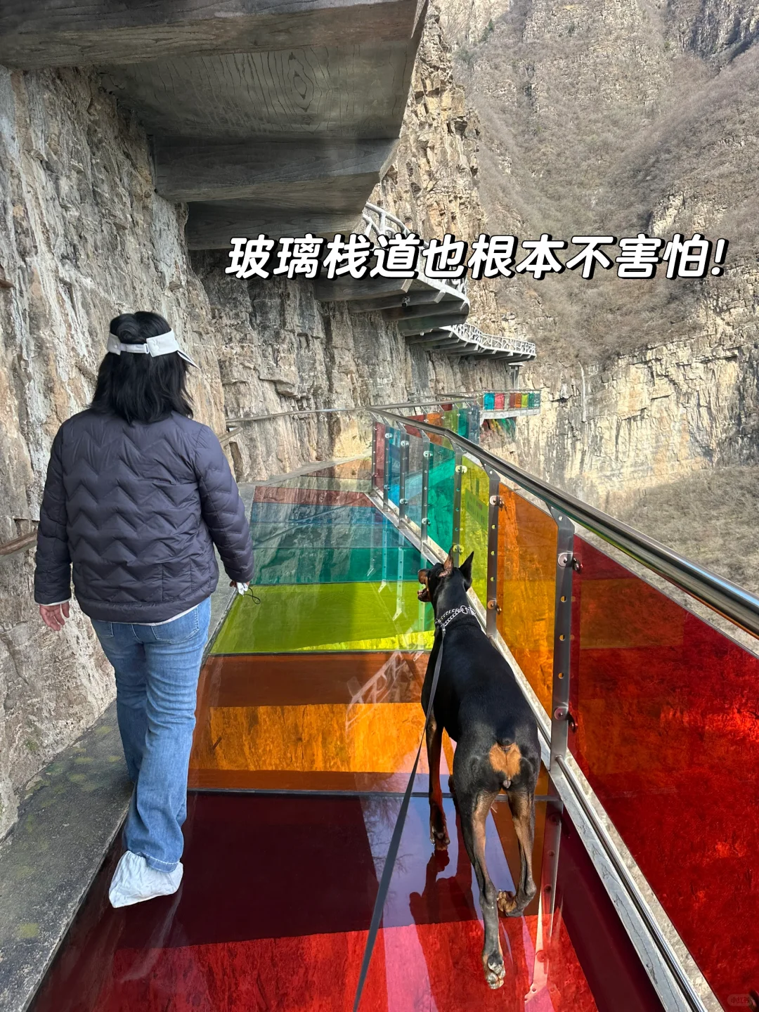 北京宠物友好4A景区上大分!!