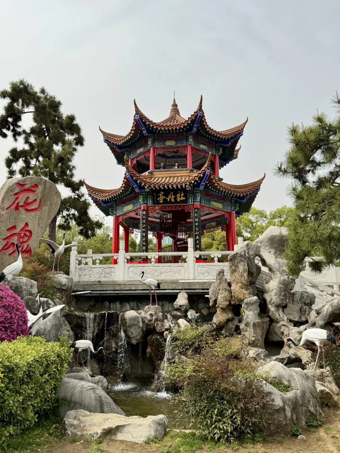 藏在东湖的小众景点，牡丹开爆了！