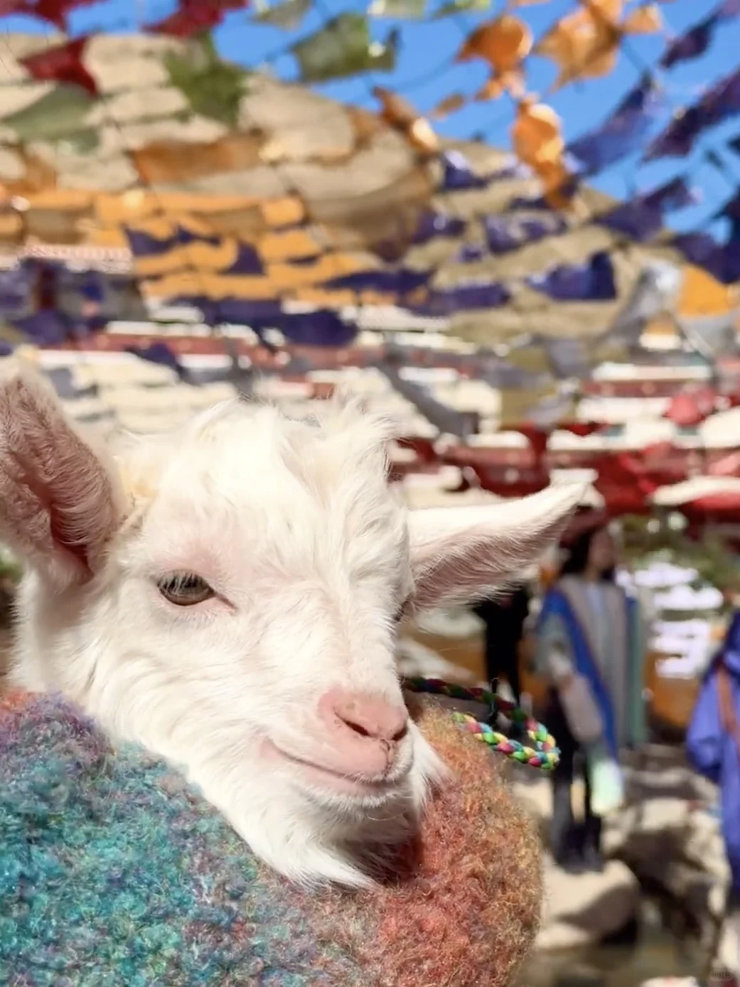 在小红书跟风最成功的一次……