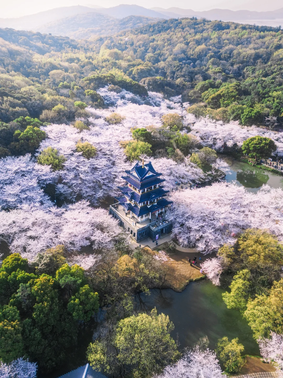 接下来的鼋头渚🌸将迎来万万次的春和景明
