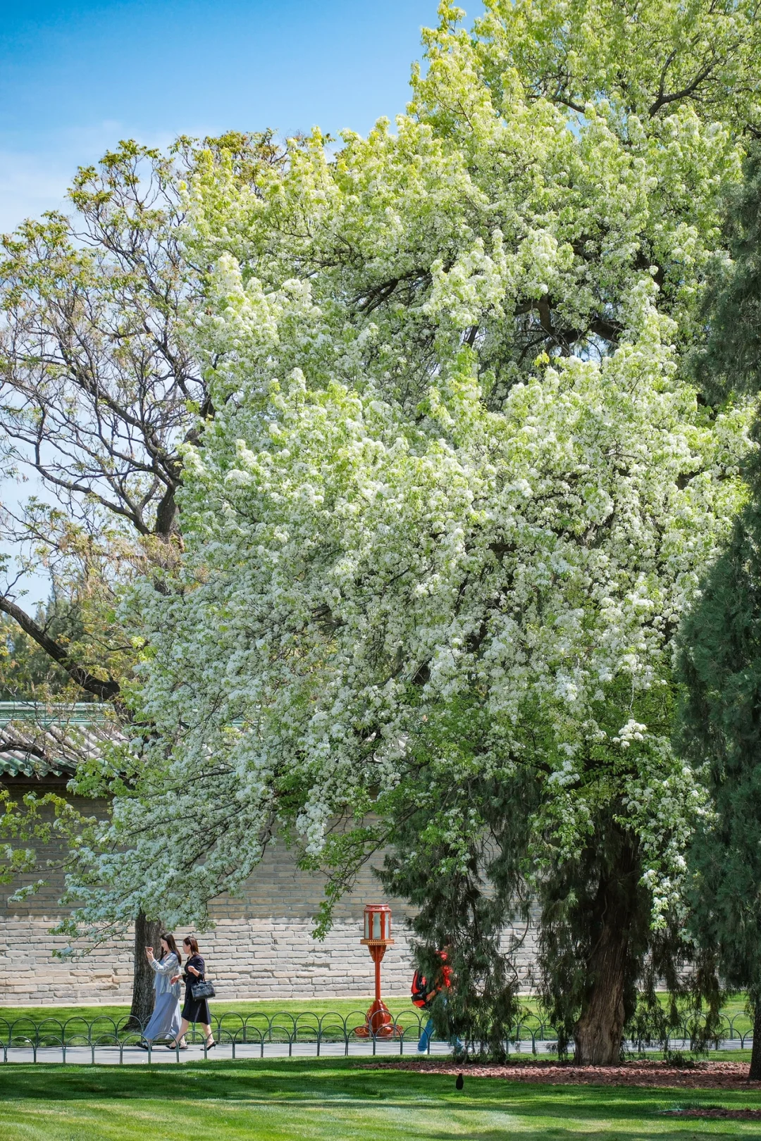 这一刻🌸春和景明具象化了🌷