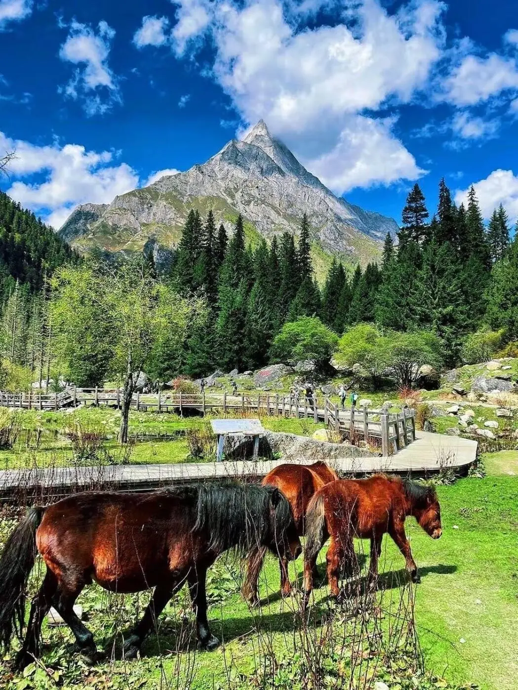 美哭我😭|||已经开始期待川西的春天来了