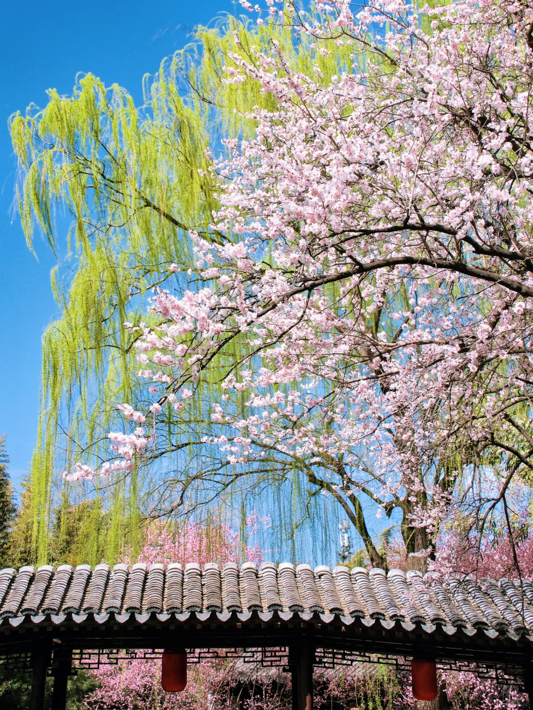 这一刻🌸春和景明具象化了🌷