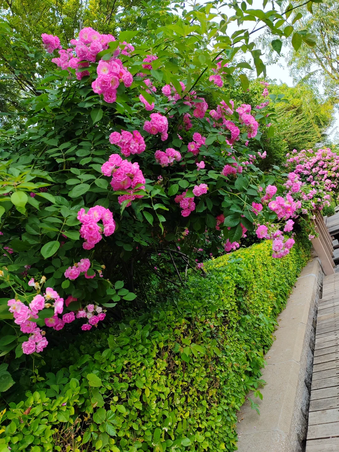 济南护城河水磨坊｜亲水栈道🌲绿意盎然