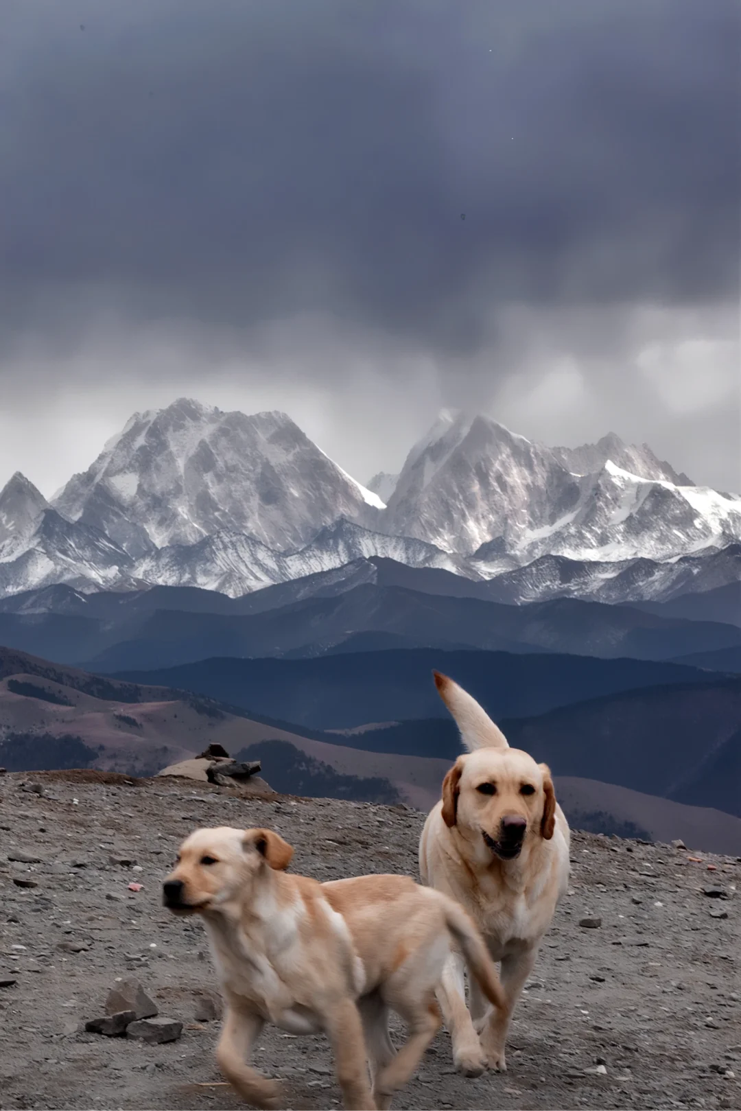 川西可以带狗狗的景区大全