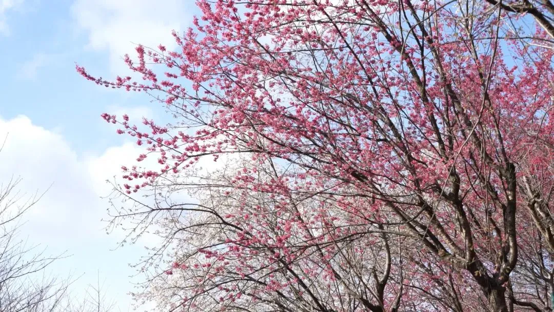 杭州樱花园旅游攻略