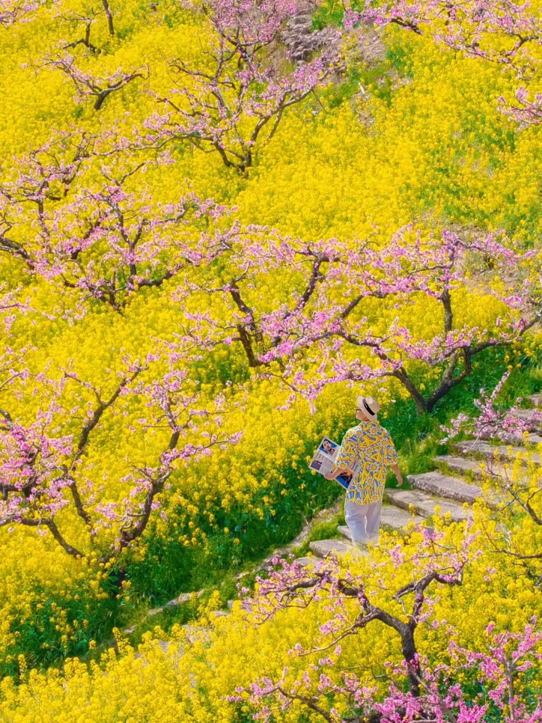 杭州1h❗️我找了春日限定的金色浪漫🌼🌼🌼