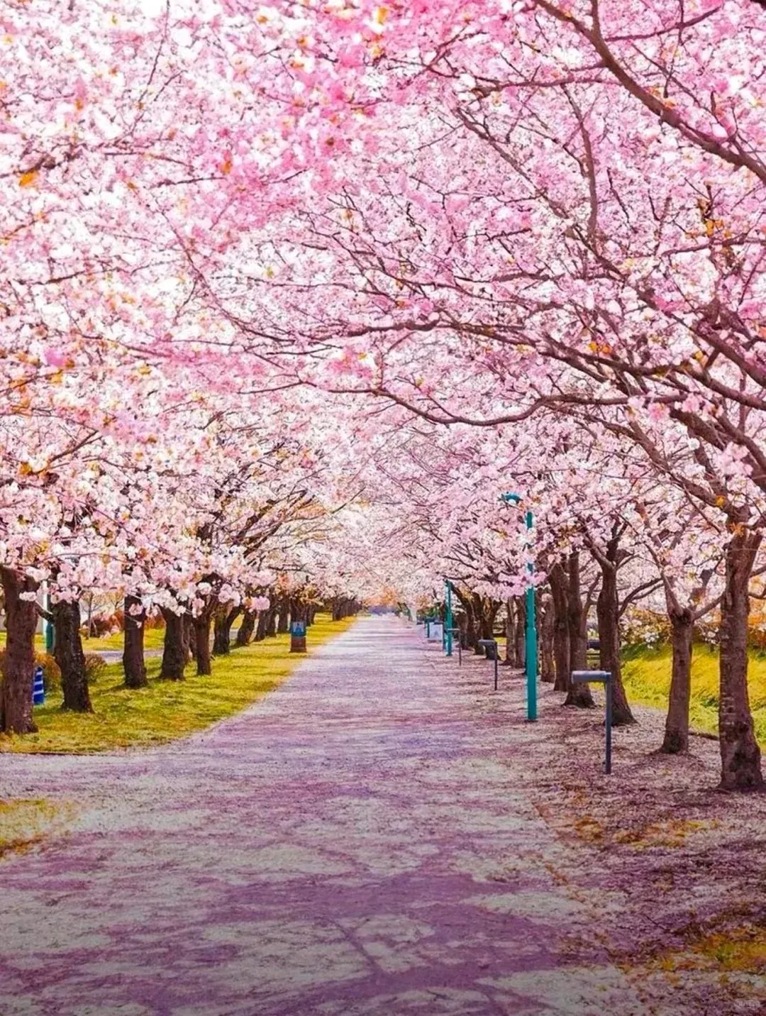 杭州樱花园旅游攻略