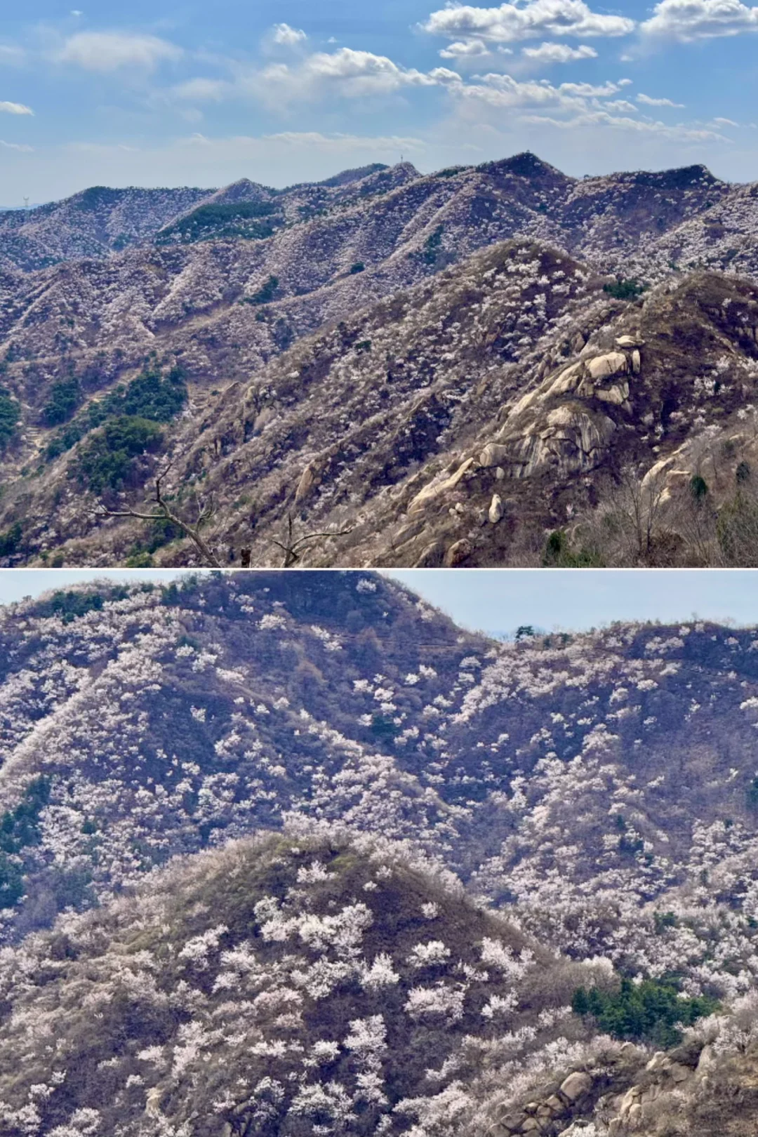 京郊1.5h🚗被严重低估的春游秘境🍃附攻略