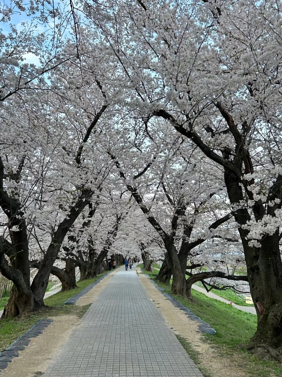 京都 | 赴一场千年之约，闯入古色的旧梦