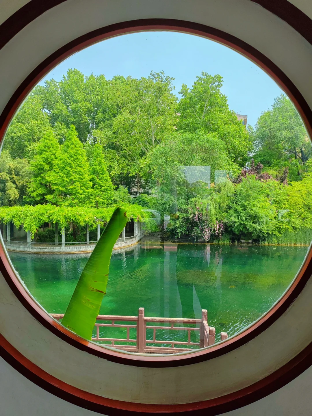 济南护城河水磨坊｜亲水栈道🌲绿意盎然