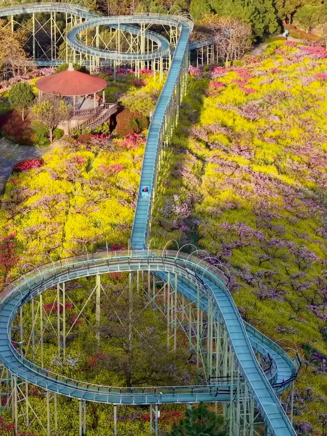 杭州1h❗️我找了春日限定的金色浪漫🌼🌼🌼