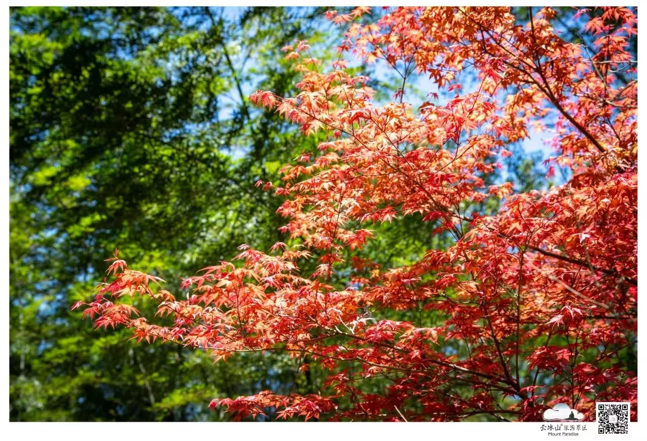 云冰山景区：邂逅，那片惊艳的枫红