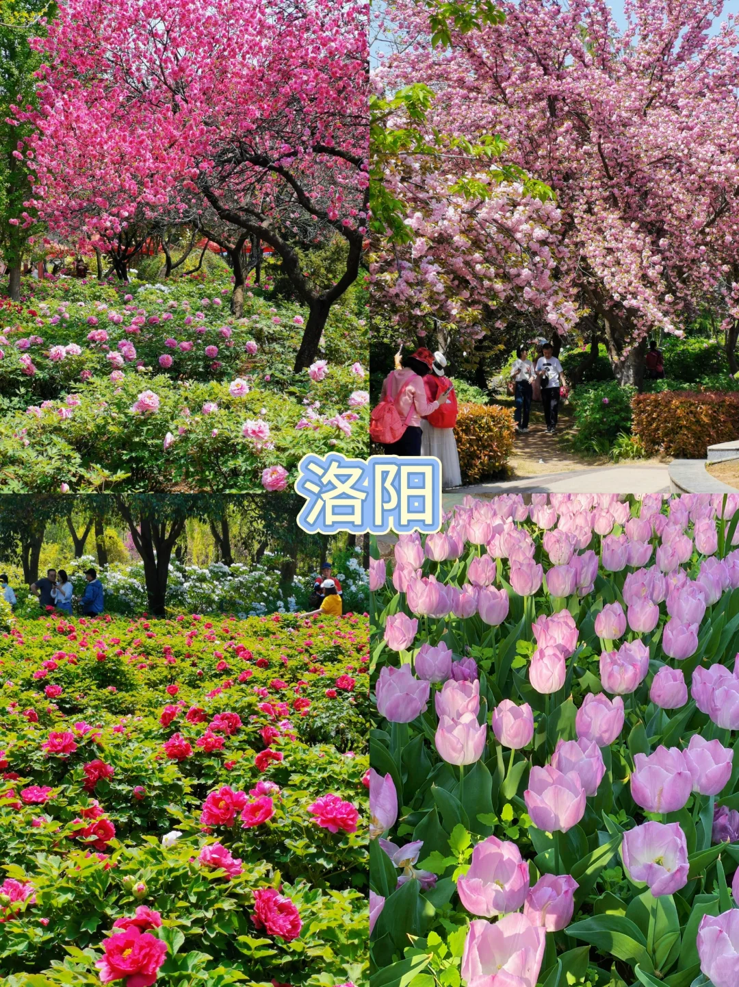 3-5月国内小众春游地推荐｜治愈系山海花事