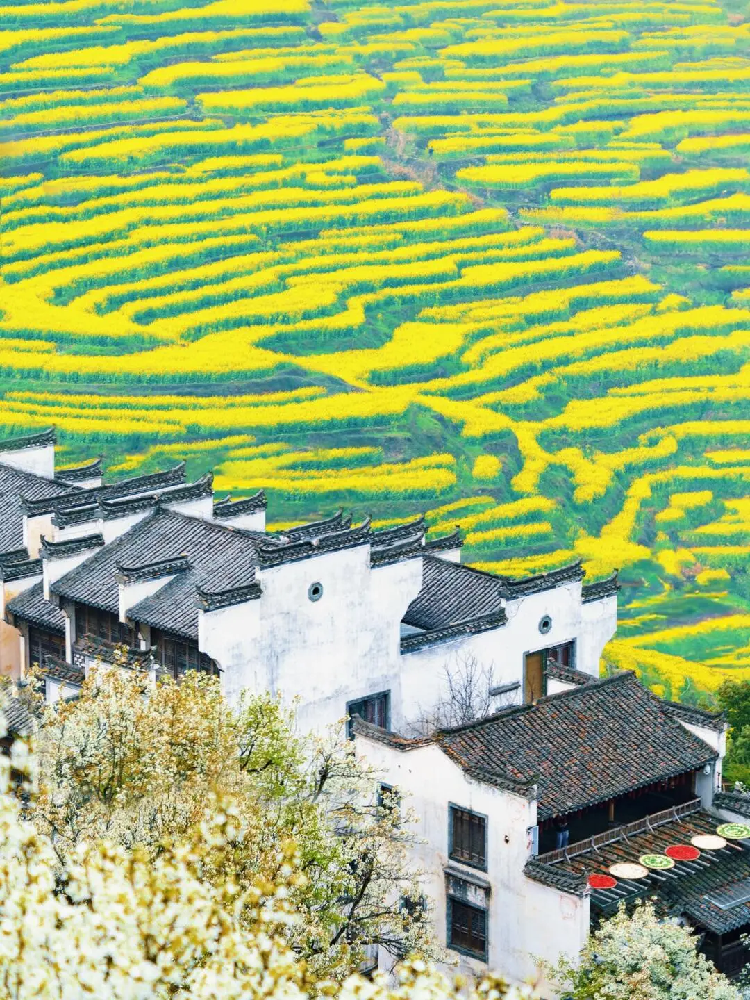 后悔没早点来黄山，小红书跟风最成功的一次