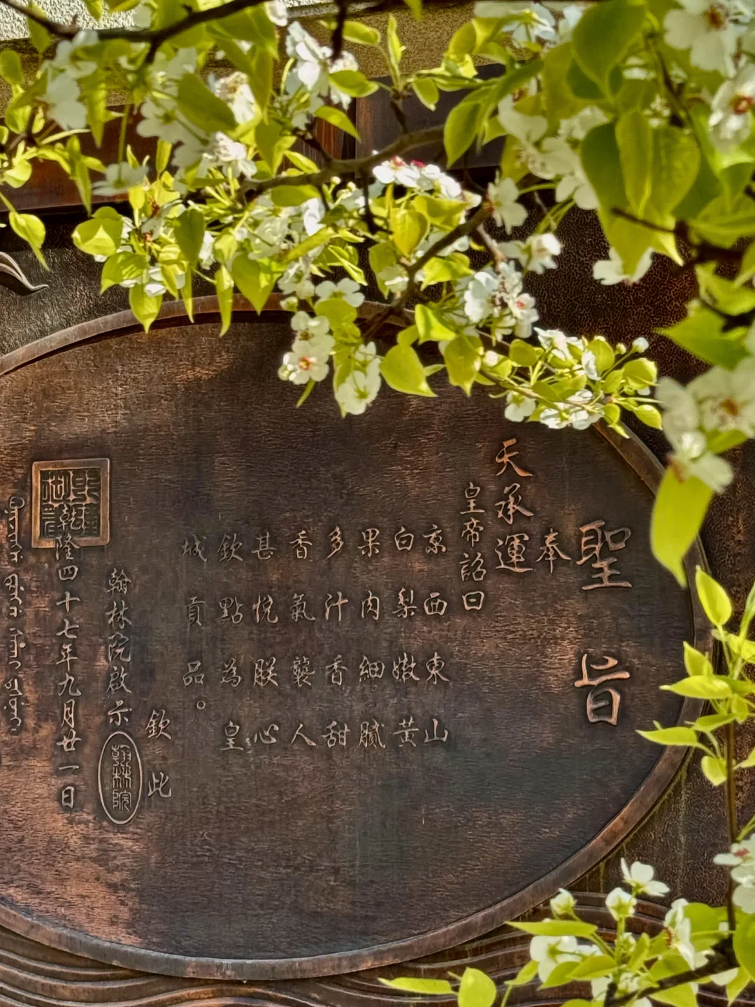 北京绝美徒步路线（69）大清贡梨园赏梨花