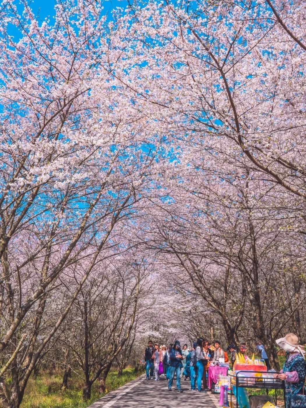 3-5月安顺旅游攻略🌸小众宝藏地大揭秘✨