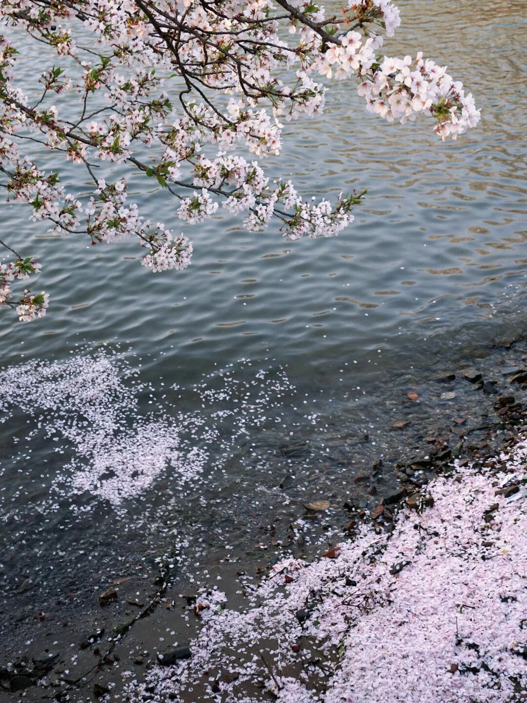 阳春三月3.26-3.31🌸总要下一趟江南吧🍃