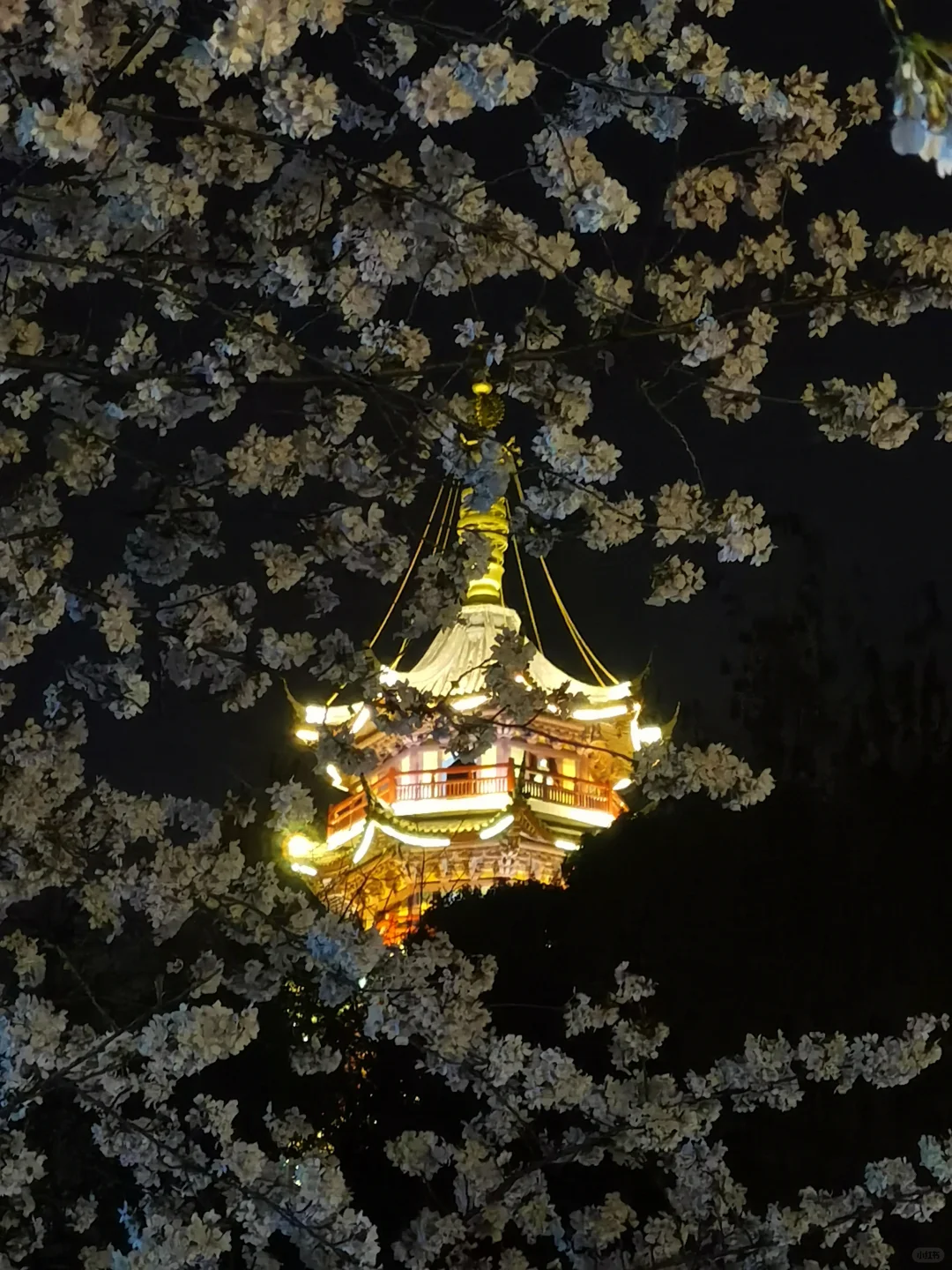 接下来的南京，是一万次的春和景明