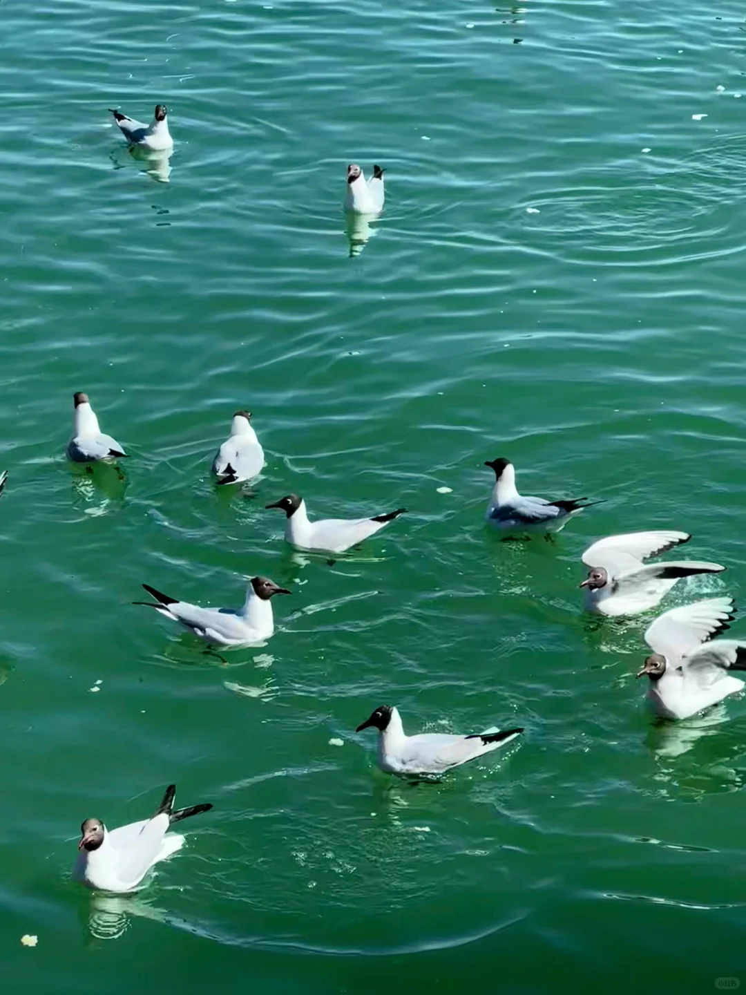 4.2居然在宁夏看到大片海鸥！