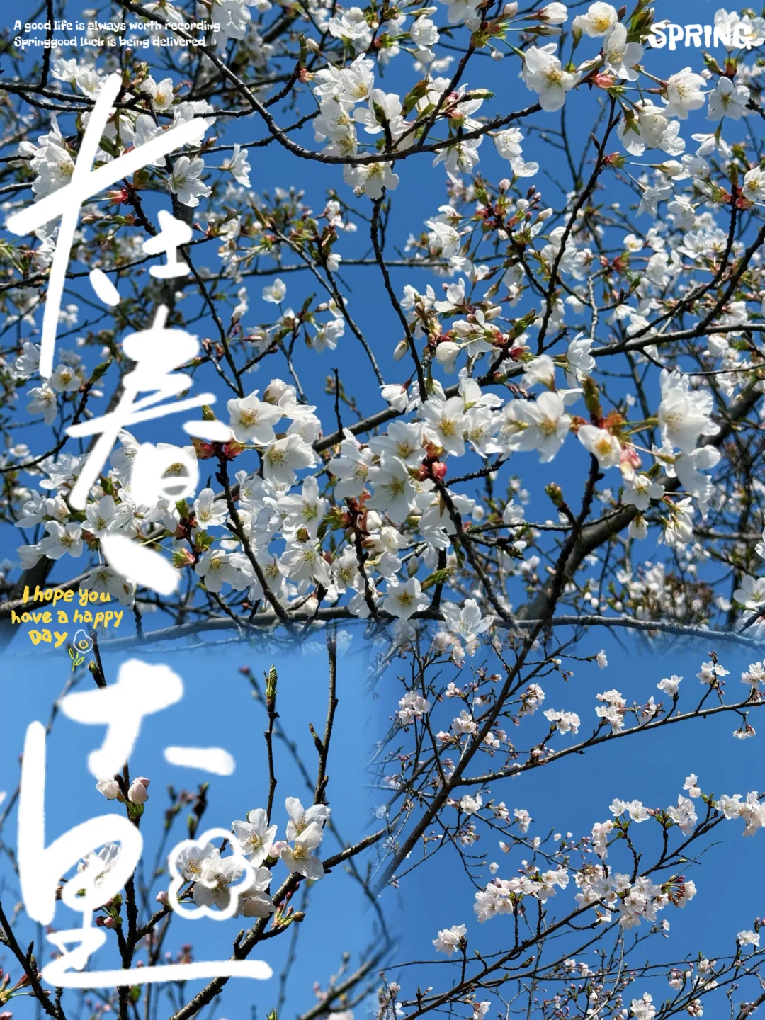 樱花海💢美到窒息，不用去武汉人挤人啰‼️