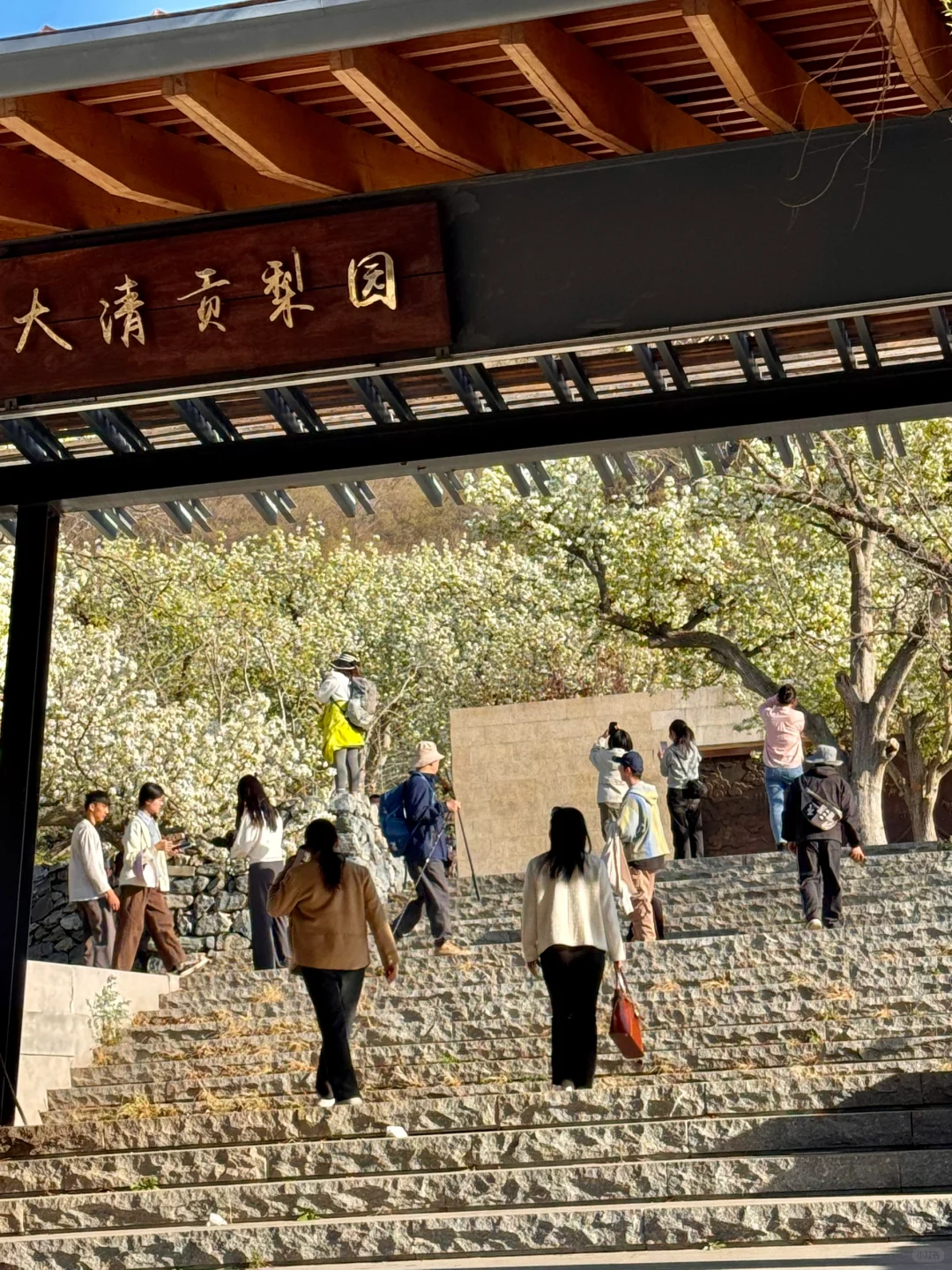 北京绝美徒步路线（69）大清贡梨园赏梨花