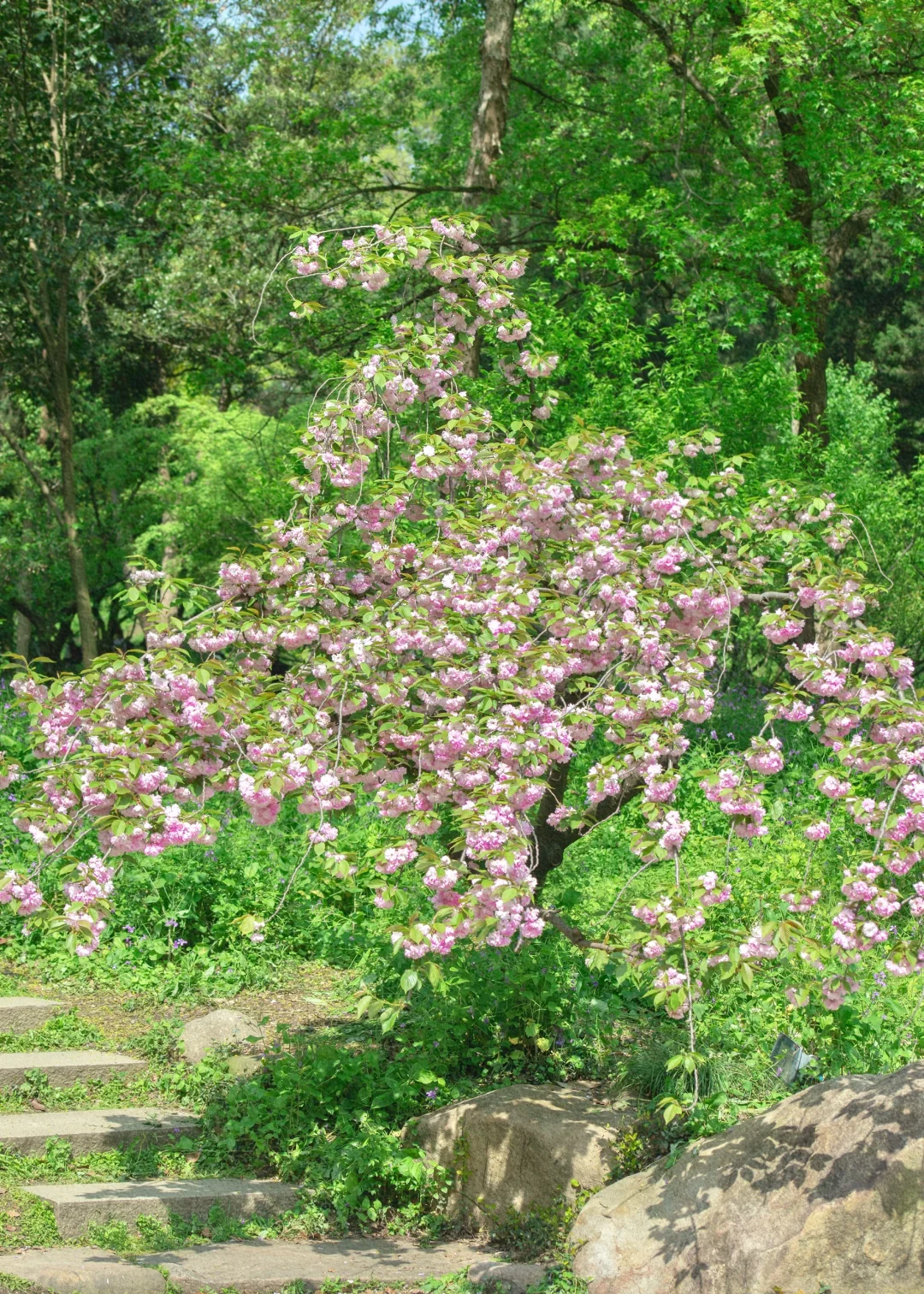 到虎丘才知道苏州的春天多治愈！