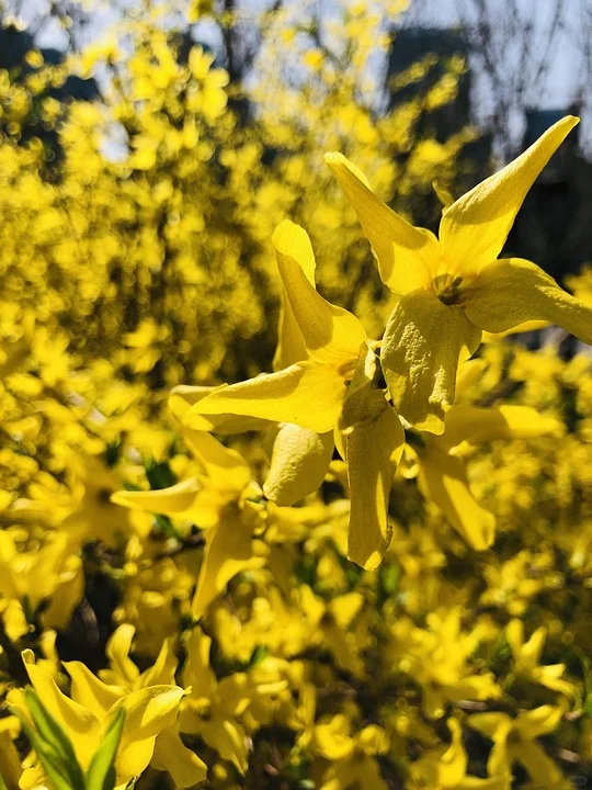 3月去赏花-河北篇（石家庄邯郸保定唐山）