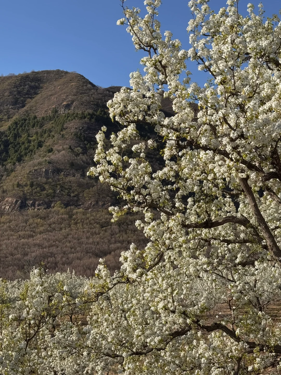 北京绝美徒步路线（69）大清贡梨园赏梨花