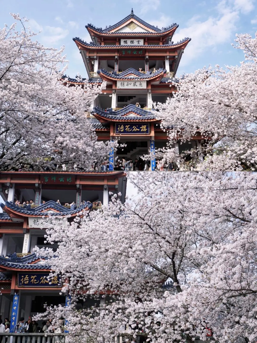 阳春三月3.26-3.31🌸总要下一趟江南吧🍃