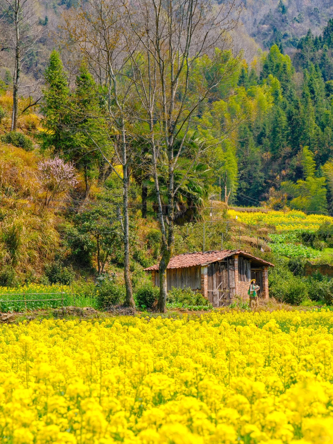live实况🌼婺源的春天美到封神！没有平替…