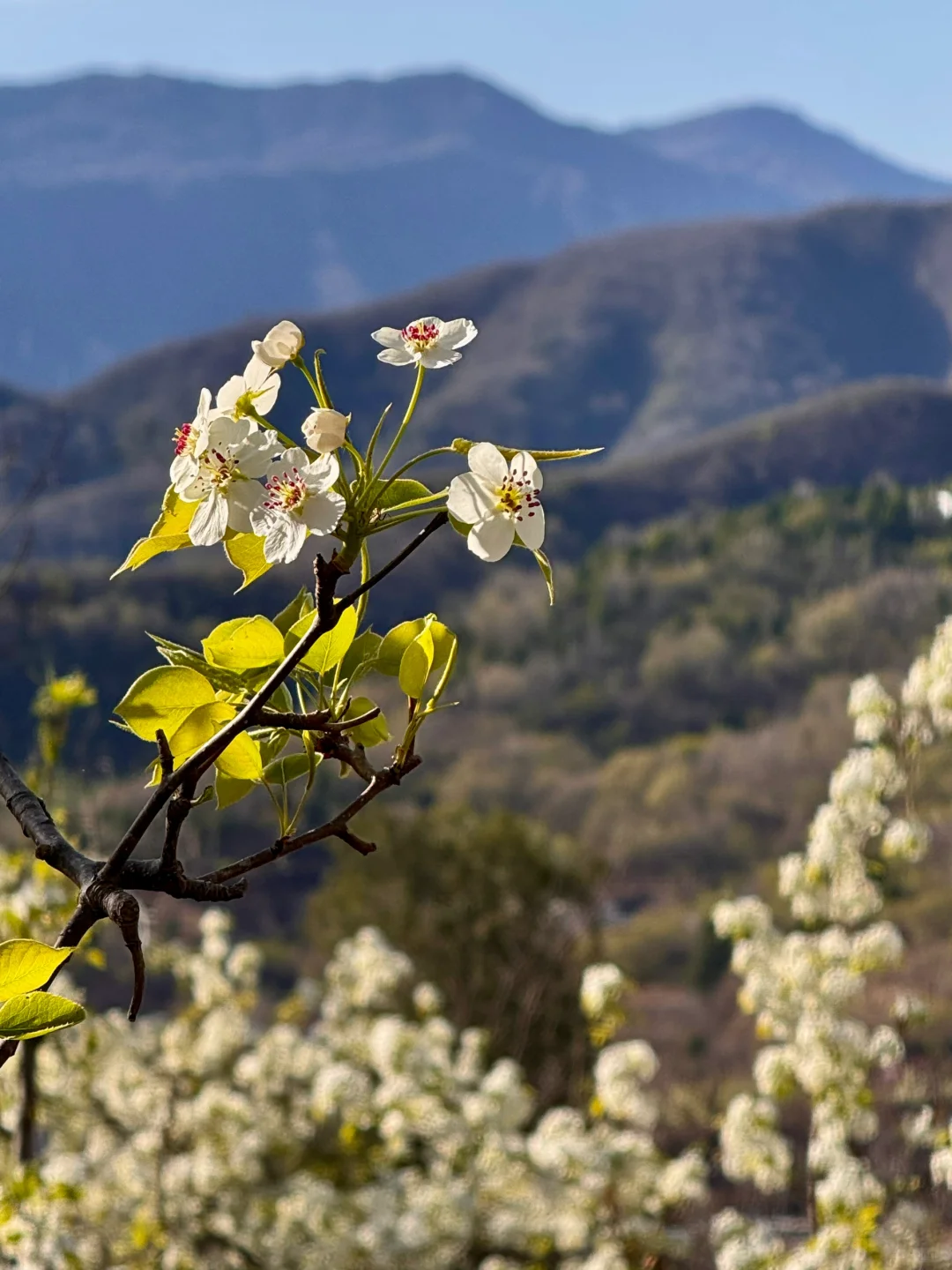 北京绝美徒步路线（69）大清贡梨园赏梨花