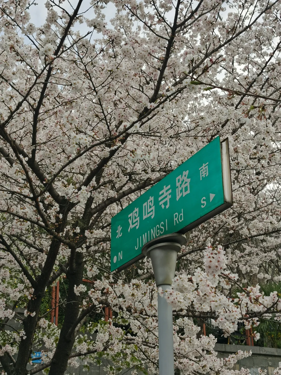 接下来的南京，是一万次的春和景明