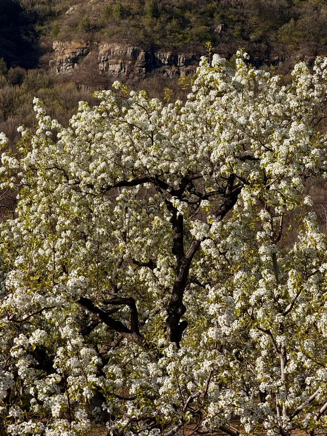 北京绝美徒步路线（69）大清贡梨园赏梨花
