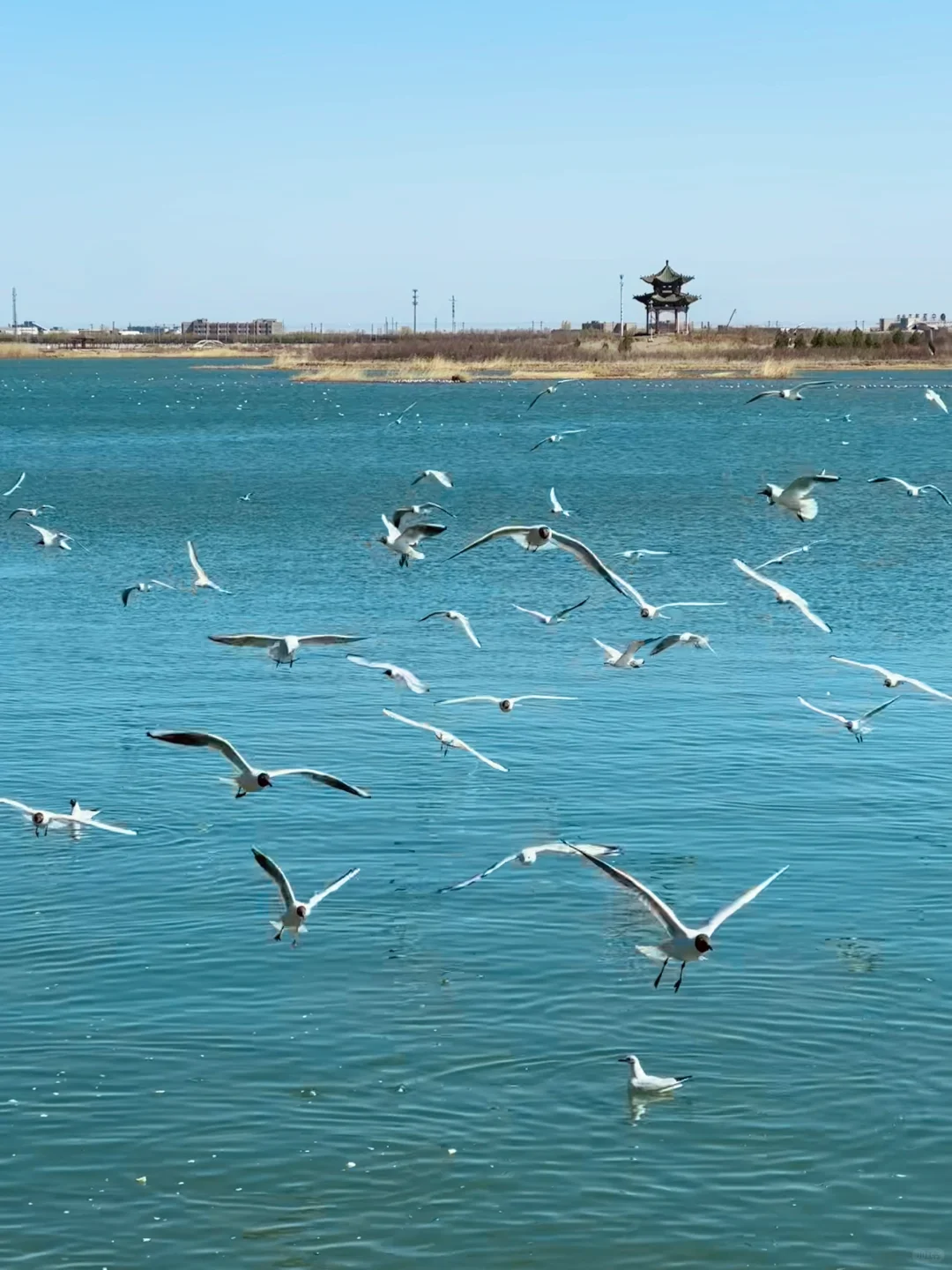 4.2居然在宁夏看到大片海鸥！