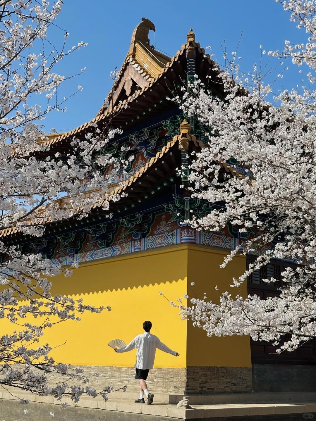 在无锡！今年见过最震撼的樱花！！！